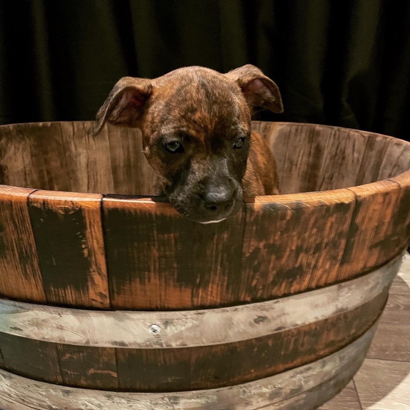 Barrel dog bed hotsell